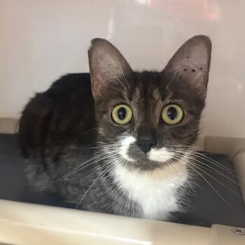 Cider -  Domestic Short Hair Cat Available for Adoption in Puslinch, Ontario - Cider | PetCurious