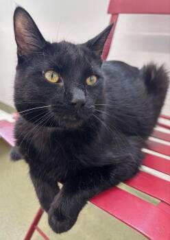Levi -  Domestic Short Hair Cat Available for Adoption in Ionia, Michigan - Levi | PetCurious