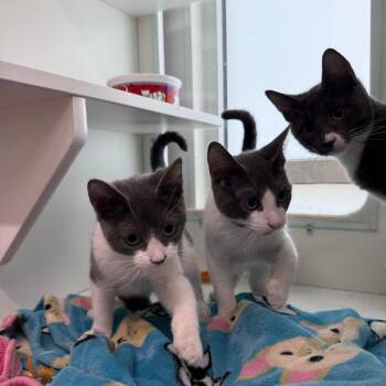 Wish -  Domestic Short Hair Cat for Adoption in Branford, Connecticut - Wish | PetCurious