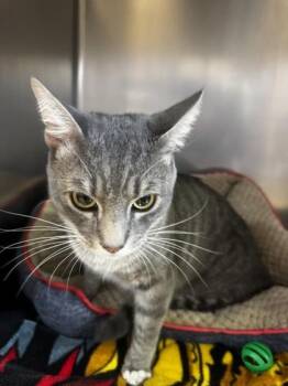 Tape -  Domestic Short Hair Cat Available for Adoption in Roseville, California - Tape | PetCurious