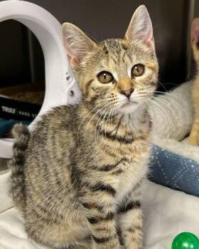 Glory -  Domestic Short Hair Cat for Adoption in Elmira, New York - Glory | PetCurious