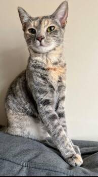 Rescue Domestic Short Hair Cats for Adoption in Blacksburg, Virginia - Dust | PetCurious