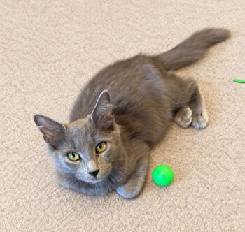 Mosley (pse) -  Domestic Medium Hair Cat for Adoption in Powdersville, South Carolina - Mosley (pse) | PetCurious