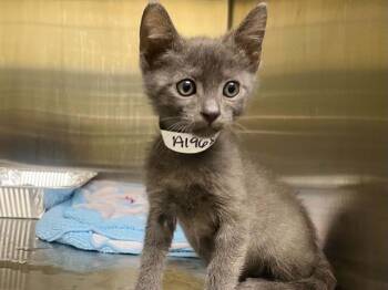 STORM -  Domestic Short Hair Cat for Adoption in Tustin, California - STORM | PetCurious
