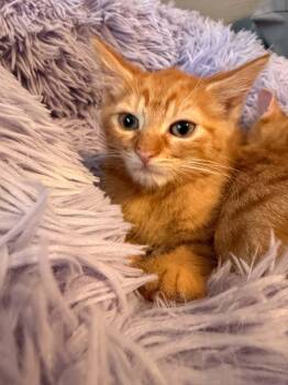 Tanner -  Domestic Short Hair Cat for Adoption in Battle Creek, Michigan - Tanner | PetCurious