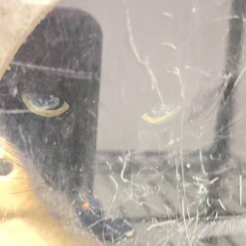 Pounce -  Domestic Medium Hair Cat for Adoption in Philadelphia, Pennsylvania - Pounce | PetCurious