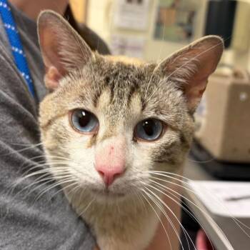 Domestic Short Hair Cats Available for Adoption in Asheville, North Carolina - Quicksilver | PetCurious