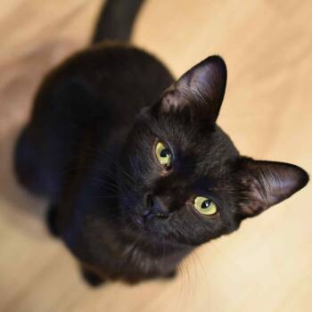 Rescue Domestic Short Hair Cats for Adoption in Jacksonville, Oregon - Circe | PetCurious