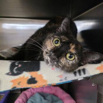 Domestic Short Hair Cats Available for Adoption - Bagheera | PetCurious