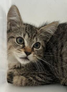 Boggle -  Domestic Short Hair Cat for Adoption - Boggle | PetCurious
