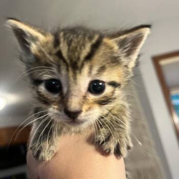 Malcolm -  Domestic Short Hair Cat for Adoption in Sioux Falls, South Dakota - Malcolm | PetCurious
