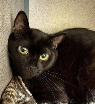 EMBER -  Domestic Short Hair Cat for Adoption in Aliquippa, Pennsylvania - EMBER | PetCurious