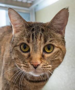 Sheila -  Domestic Short Hair Cat for Adoption in Encinitas, California - Sheila | PetCurious