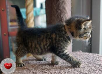 Memnon -  Domestic Short Hair Cat for Adoption in Sidney, Ohio - Memnon | PetCurious