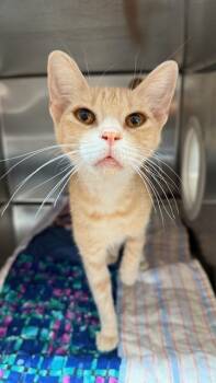 Rescue Domestic Short Hair Cats for Adoption in Sugar Land, Texas - DREAMSICLE | PetCurious