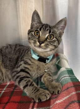 Laney -  Domestic Short Hair Cat for Adoption in Neosho, Missouri - Laney | PetCurious
