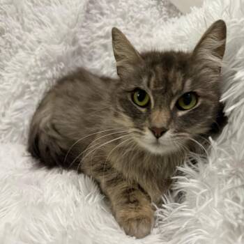 GMC -  Domestic Long Hair Cat for Adoption in Brea, California - GMC | PetCurious