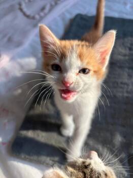 2026-41 Stewart Little - in foster -  Domestic Short Hair Cat for Adoption in Windsor, Connecticut - 2026-41 Stewart Little - In Foster | PetCurious
