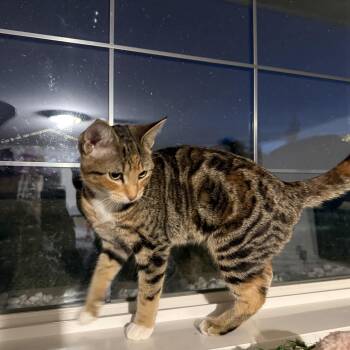 Rescue Domestic Short Hair Cats for Adoption in Meadow Lake, Saskatchewan - Muffin | PetCurious