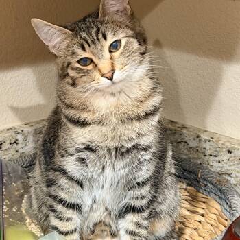 Tabby and Abyssinian Cats Available for Adoption in Mission Viejo, California - Tito | PetCurious