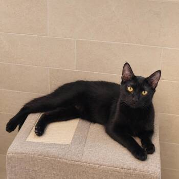 Plum -  Domestic Short Hair Cat for Adoption in Liverpool, Texas - Plum | PetCurious