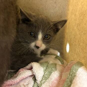 Rescue Domestic Short Hair Cats for Adoption in Reno, Nevada - Harriet | PetCurious