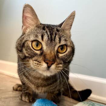 Domestic Short Hair Cats Available for Adoption in Gibsonia, Pennsylvania - Sanderson | PetCurious
