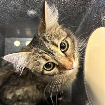 Mary Ann -  Domestic Medium Hair Cat for Adoption in Birmingham, Alabama - Mary Ann | PetCurious