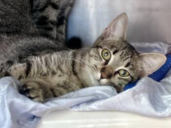 Chestnut -  Domestic Short Hair Cat for Adoption in Austin, Texas - Chestnut | PetCurious