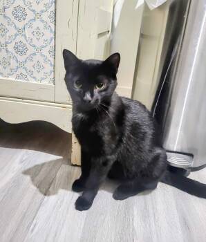 Rescue Domestic Short Hair Cats for Adoption in Winnipeg, Manitoba - Muffin | PetCurious