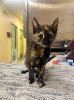 ECLIPSE -  Domestic Short Hair Cat for Adoption in Fort Myers, Florida - ECLIPSE | PetCurious