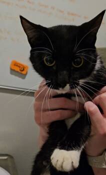 Rescue Domestic Short Hair Cats for Adoption in Port St. Joe, Florida - Zephyr | PetCurious