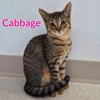 Cabbage -  Domestic Short Hair Cat for Adoption in North Saint Paul, Minnesota - Cabbage | PetCurious