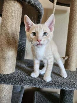 Wonder 2 -  Domestic Short Hair Cat Available for Adoption in Tucson, Arizona - Wonder 2 | PetCurious