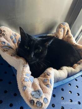 Bombay and Domestic Short Hair Cats Available for Adoption in North Richland Hills, Texas - Cherie | PetCurious