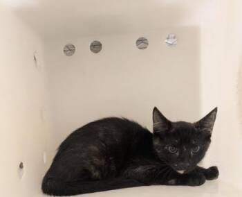 Rescue Domestic Short Hair Cats for Adoption in Honolulu, Hawaii - 59375371 | PetCurious