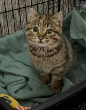 Domestic Short Hair Cats Available for Adoption in Ladysmith, Wisconsin - Gabby | PetCurious