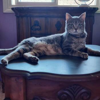 Rescue Tabby Cats for Adoption in Woodinville, Washington - Peppa | PetCurious