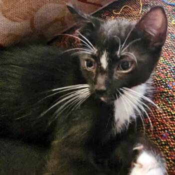 Harry Potter* -  Domestic Short Hair Cat for Adoption in San Gabriel, California - Harry Potter* | PetCurious