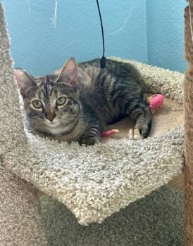 Rescue Domestic Short Hair Cats for Adoption in San Diego, California - As If | PetCurious