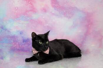 Bombay and Domestic Short Hair Cats Available for Adoption in Tuscaloosa, Alabama - Rascal | PetCurious