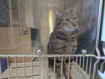 Domestic Short Hair Cats Available for Adoption - Trooper | PetCurious