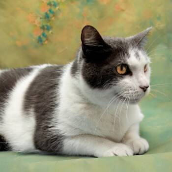 Rescue Domestic Long Hair Cats for Adoption in Livingston, Texas - Kroger Super Market | PetCurious