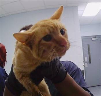 OLSEN -  Domestic Short Hair Cat for Adoption in Charlotte, North Carolina - OLSEN | PetCurious
