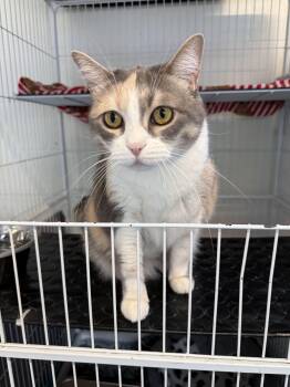Tiffany -  Domestic Short Hair Cat for Adoption in Toronto, Ontario - Tiffany | PetCurious