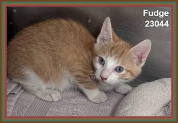 FUDGE (see also SPRINKLES and SUNDAE) -  Domestic Short Hair Cat for Adoption in Marietta, Georgia - FUDGE (see Also SPRINKLES And SUNDAE) | PetCurious