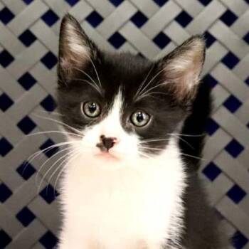 Domestic Short Hair Cats Available for Adoption in Fort Davis, Texas - Bluebell | PetCurious