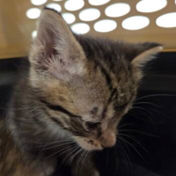 Goober -  Domestic Short Hair Cat Available for Adoption in Chattanooga, Tennessee - Goober | PetCurious