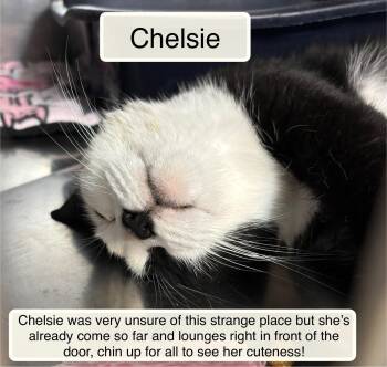 Chelsie -  Domestic Short Hair Cat for Adoption in Ellicott City, Maryland - Chelsie | PetCurious