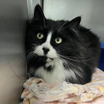 Domestic Long Hair Cats Available for Adoption - Sylvester | PetCurious